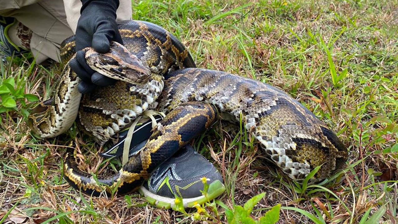 File photo. A Southwest Florida man encountered one of the invasive reptiles earlier this month.