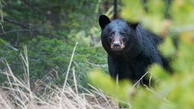 Black bear in woods